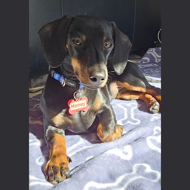 Photo of Honey   Puppy   3.5kg