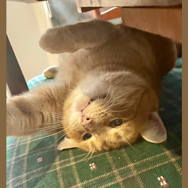 Photo of Lieutenant Dan