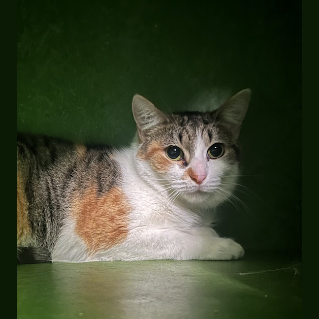 Photo of Ruby