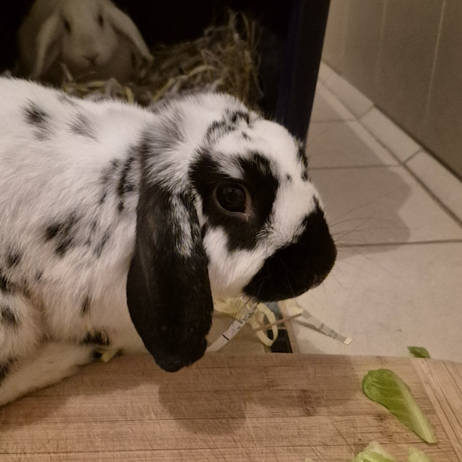 Photo of Paddy