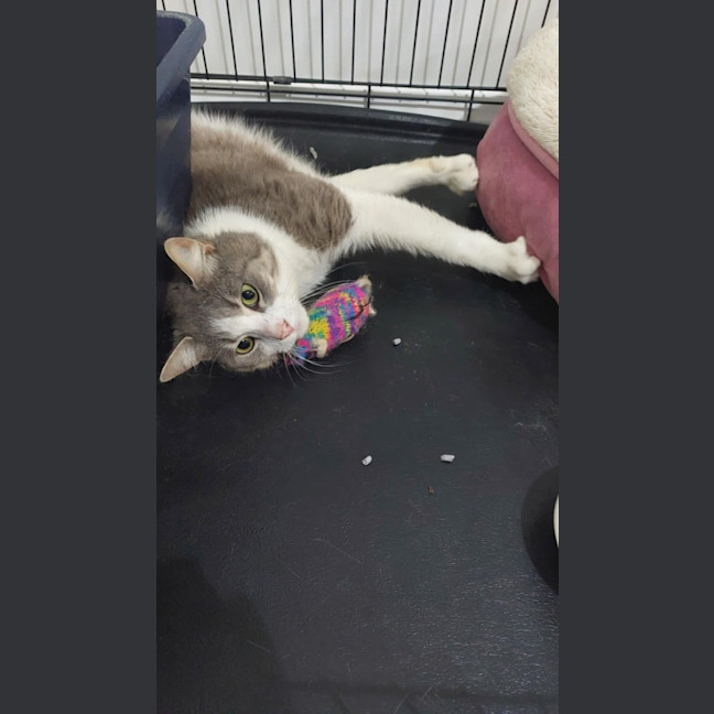 Photo of Mochi