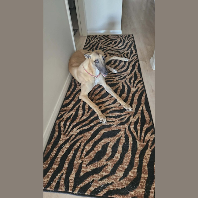 Photo of Bella, The Greyhound