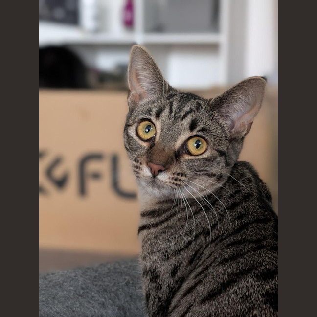 Photo of Constantine **2nd Chance Cat Rescue**