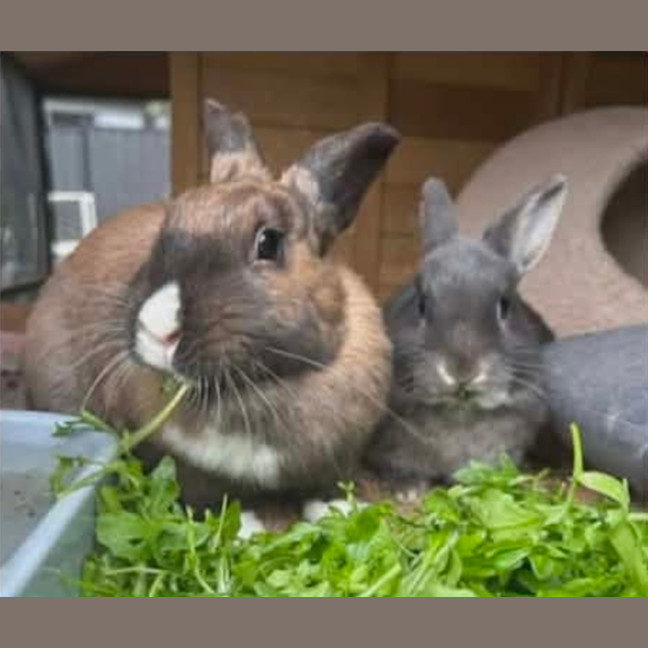 Photo of Percy & Merlin 