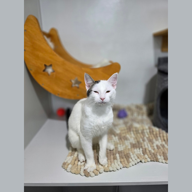 Photo of Bunni