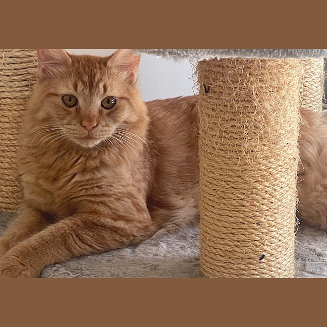 Photo of Simba (Fostered In Perth)