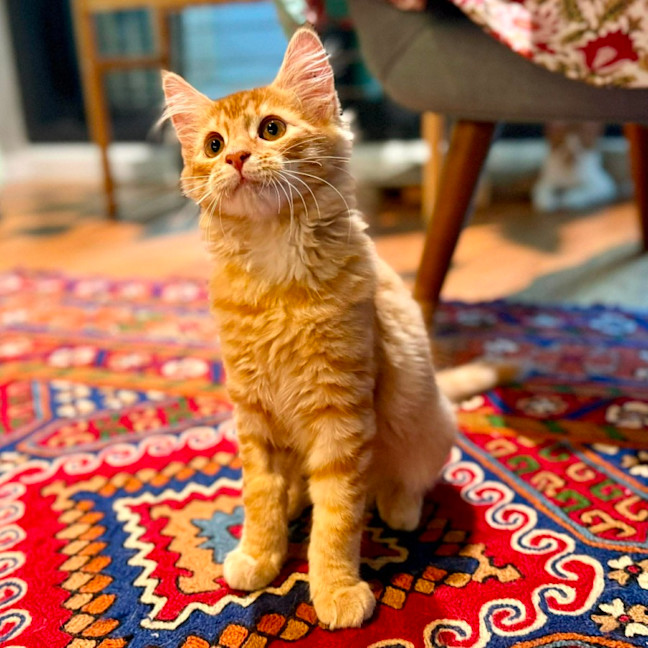 Photo of Salsa   In Foster Care In Brunswick East