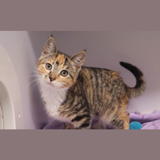 Photo of Rosia