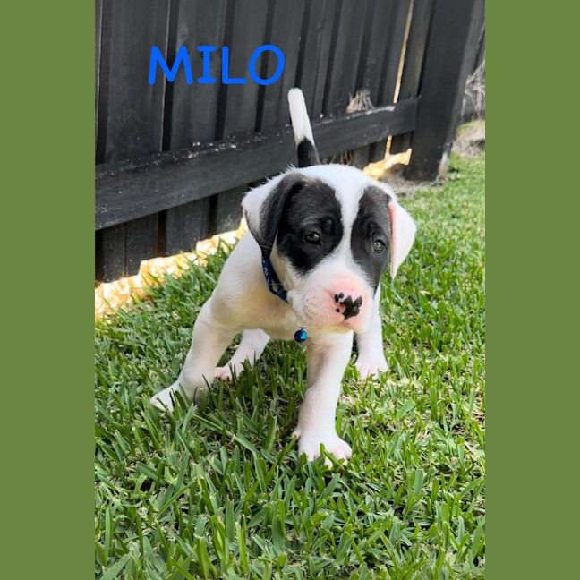 Photo of Milo