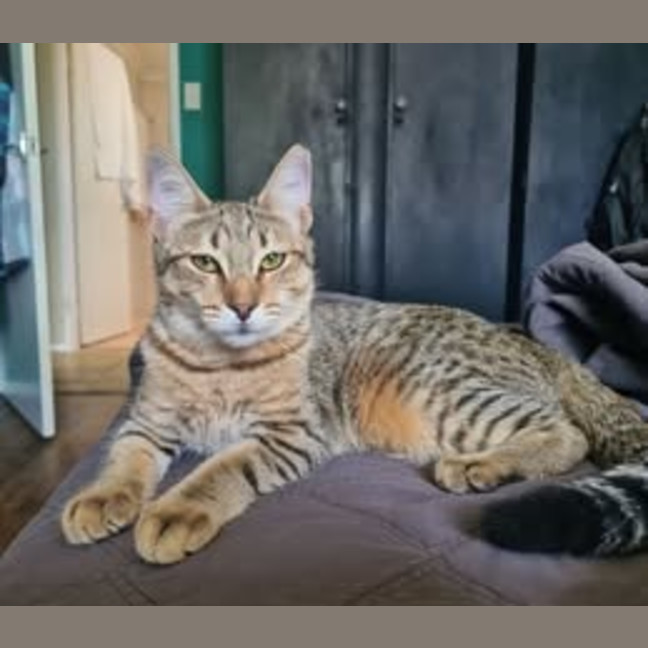 Photo of Zsa Zsa