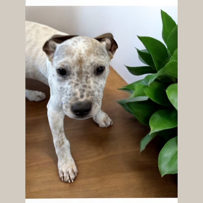 Photo of Bob   11 Week Old Cattle Dog X Staffy (Trial 10/10