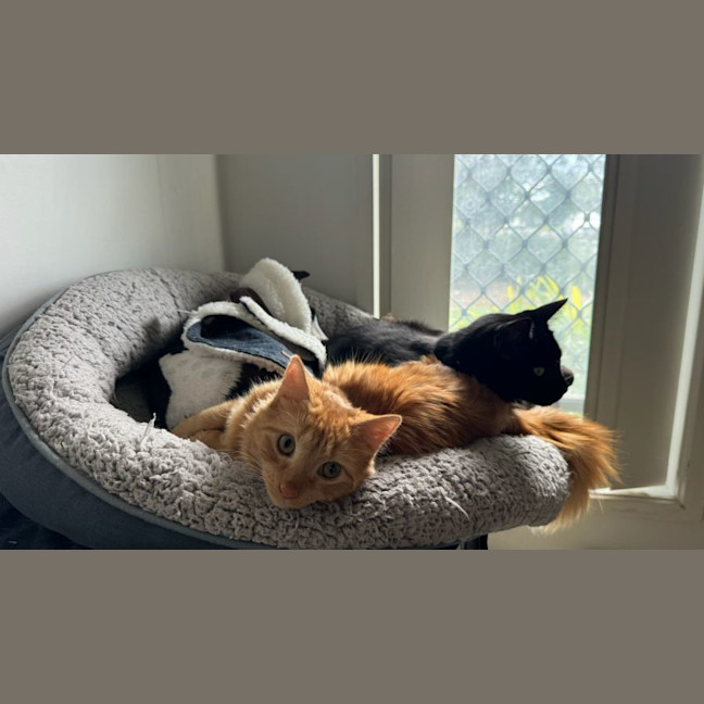 Photo of Ginger (Ginny) 