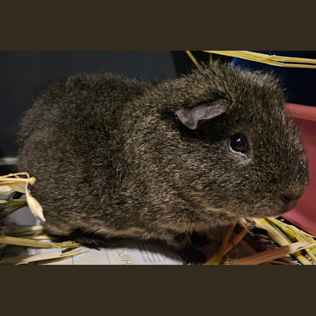 Photo of Edgar (Bonded With Carl)