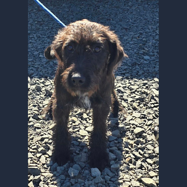 Photo of Bailey