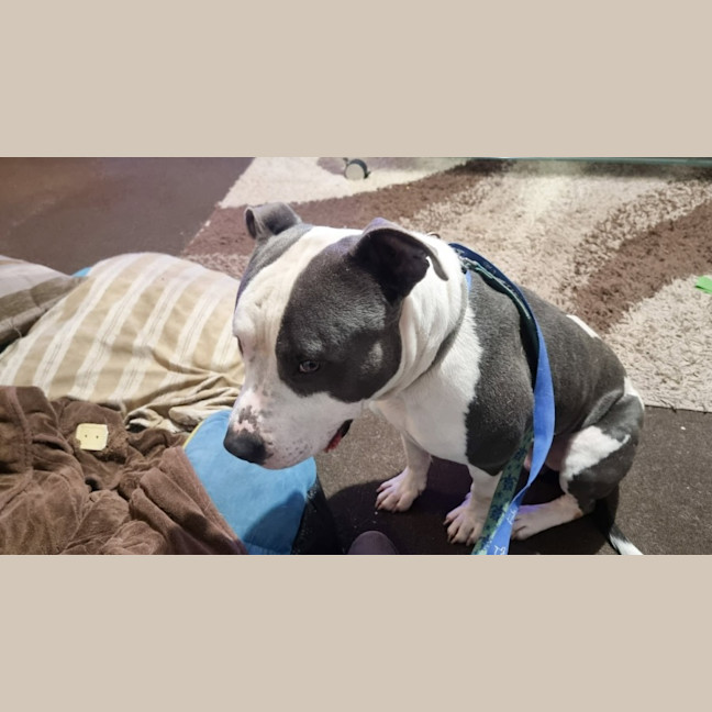 Photo of Chester