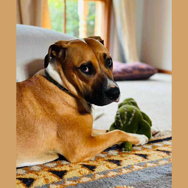 Piper Medium Female Staffordshire Bull Terrier X Whippet Mix Dog In piper-medium-female-staffordshire-bull-terrier-x-whippet-mix-dog-in