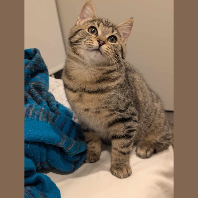 Photo of Pablo (Tabby)