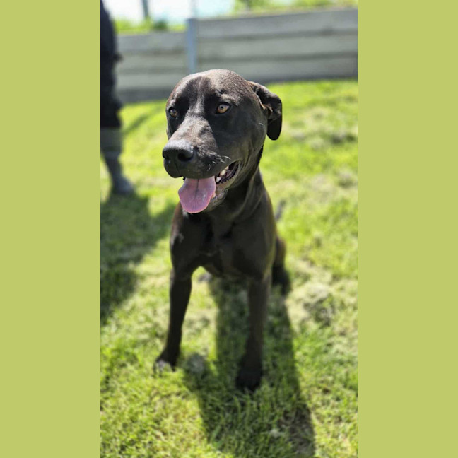Photo of Boof   2 Year Old Labrador X Staffy