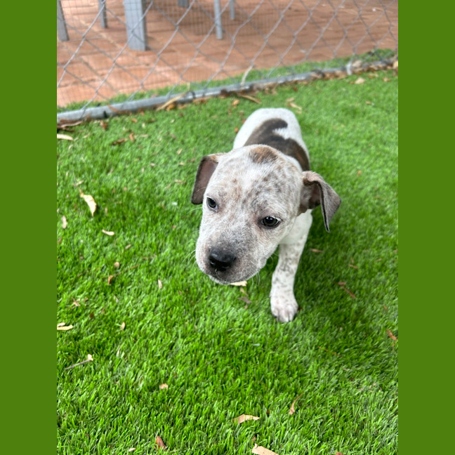 Photo of Poppie
