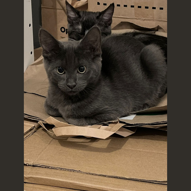 Photo of Dewey