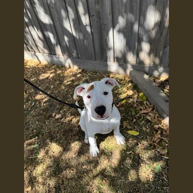 Photo of Jemima (68245)