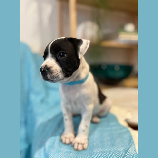 Photo of Alfie
