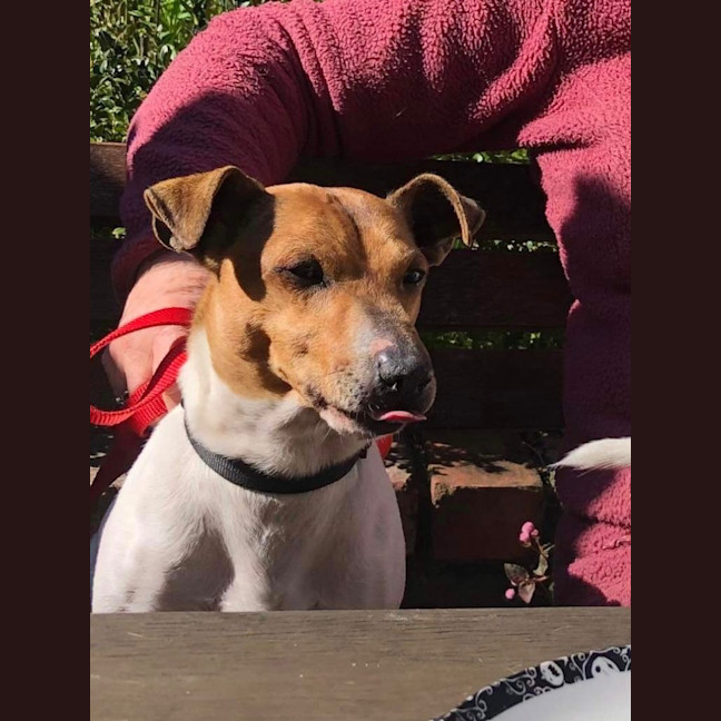 Photo of Ollie