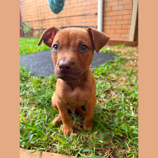 Photo of Scout