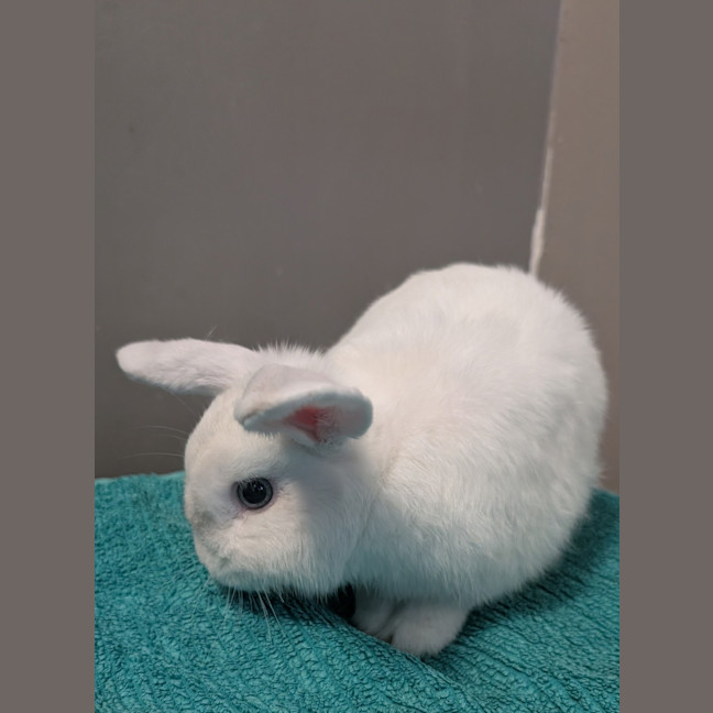 Photo of Homer
