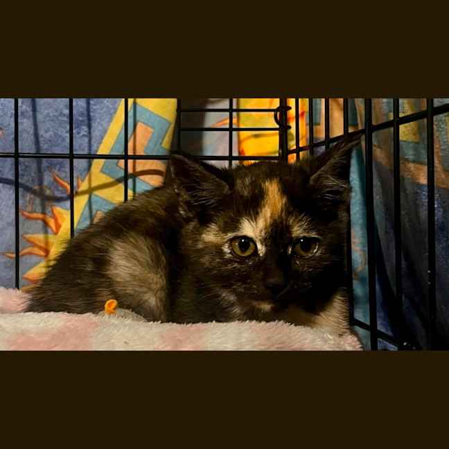 Photo of Pippa