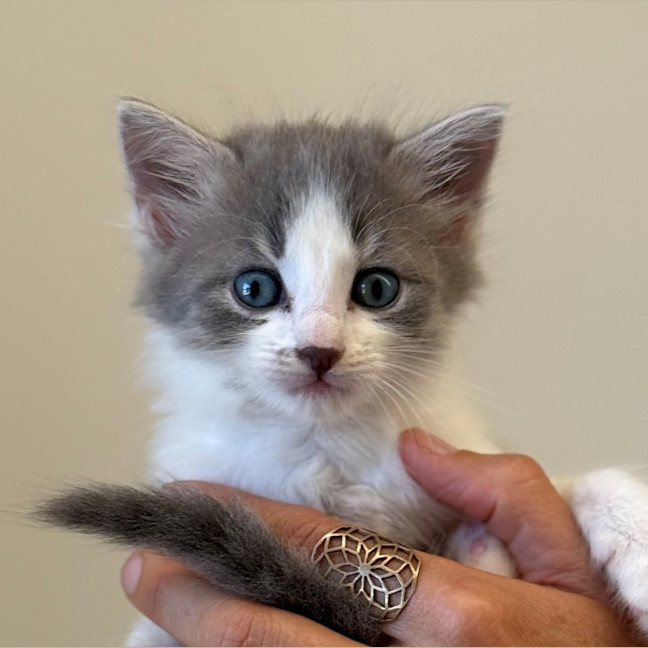 Photo of C1445 Sophia