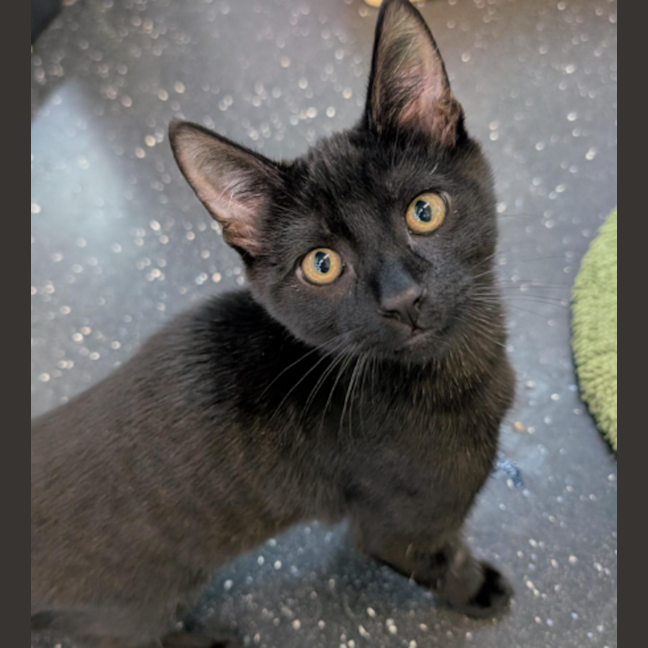 Photo of Boneknapper