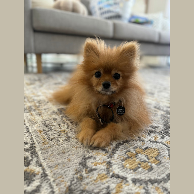 Photo of Max