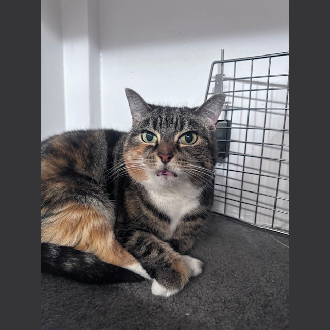 Photo of Muffin 
