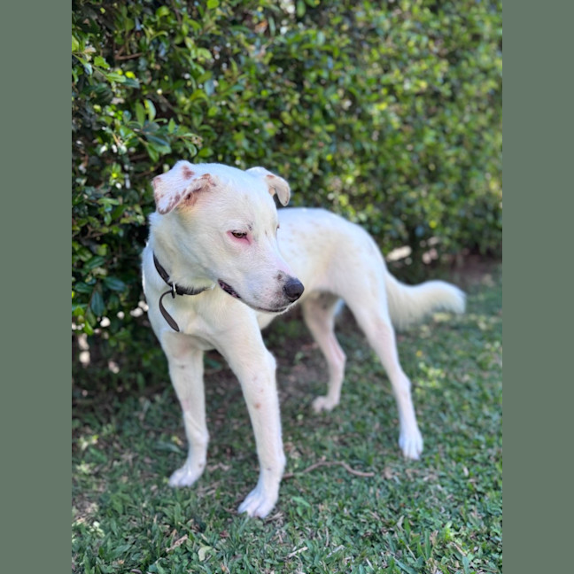 Photo of Brazil *$350 Adoption Fee*