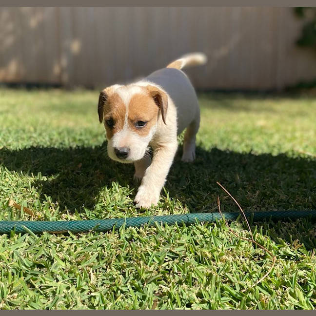 Photo of Dumplin