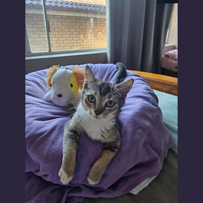 Photo of Houdini