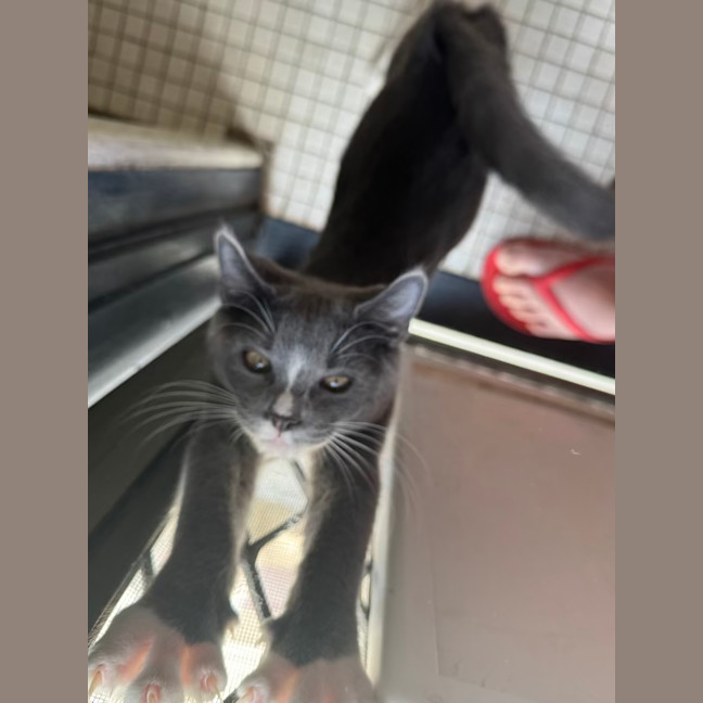 Photo of Zara   11 Week Old Dsh (On Trial)