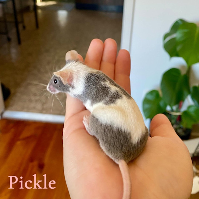 Photo of Pickle