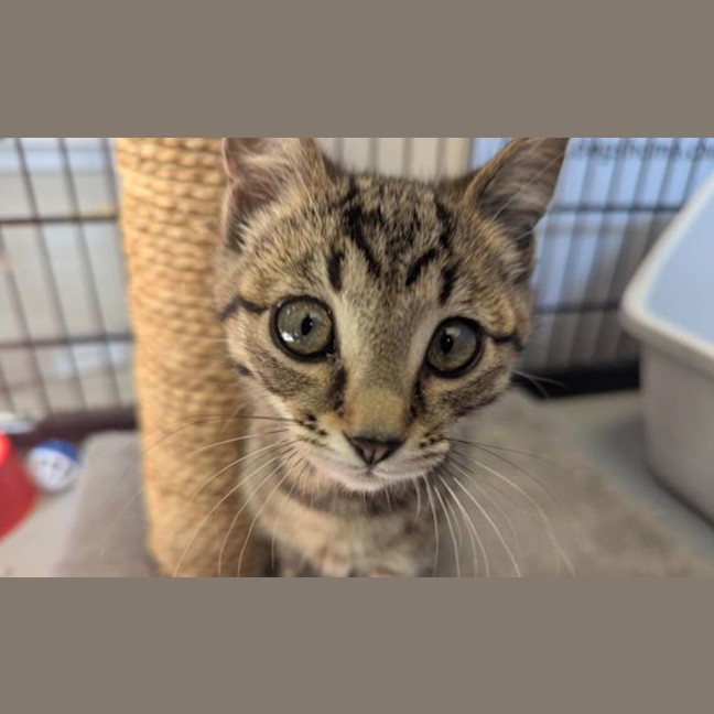 Photo of Pepper