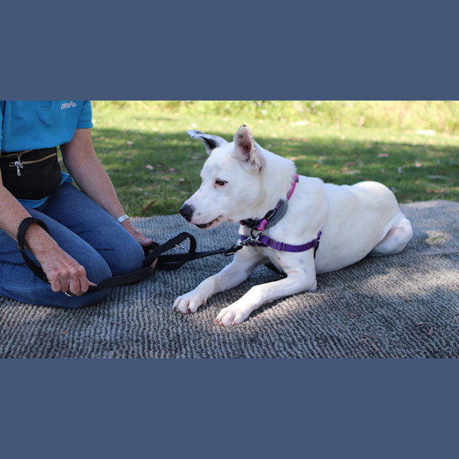 Photo of Penny