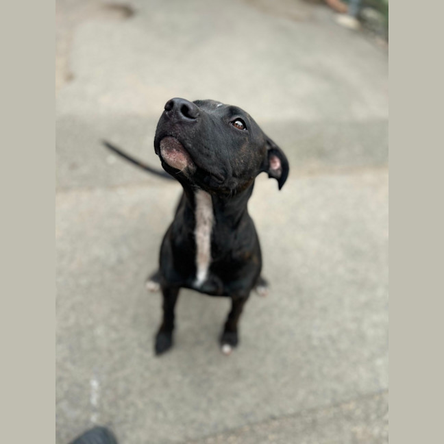 Photo of Rocky
