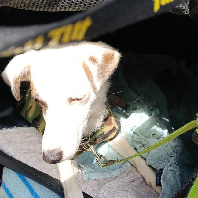 Photo of Patches Cervantes
