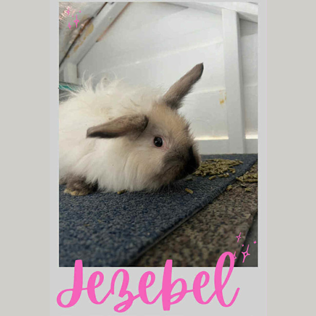 Photo of Jezebel