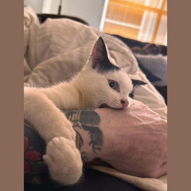 Photo of Gizmo / Molly Moo