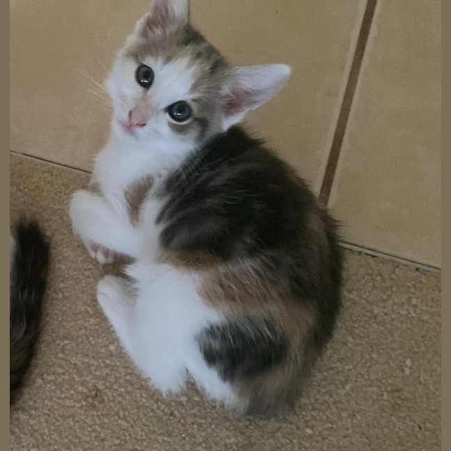 Photo of Nala 