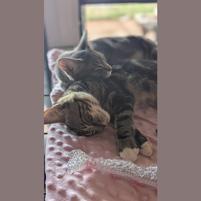 Photo of Trap