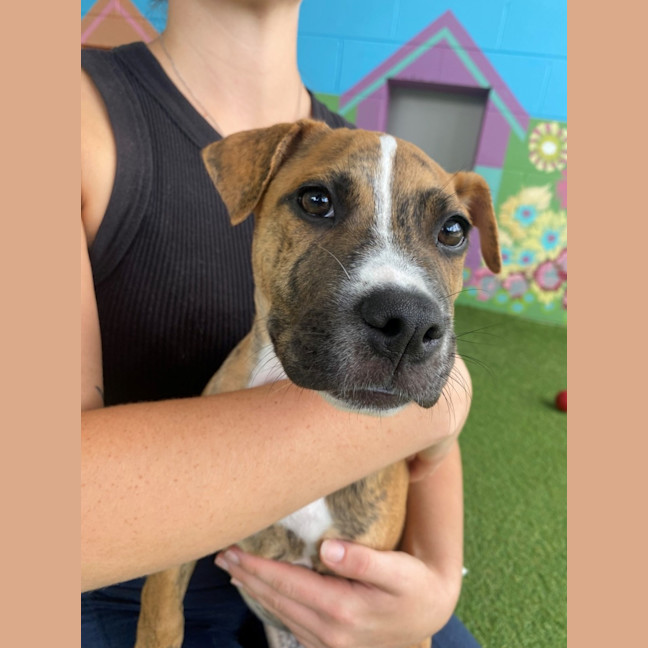 Photo of D1073 Jindi