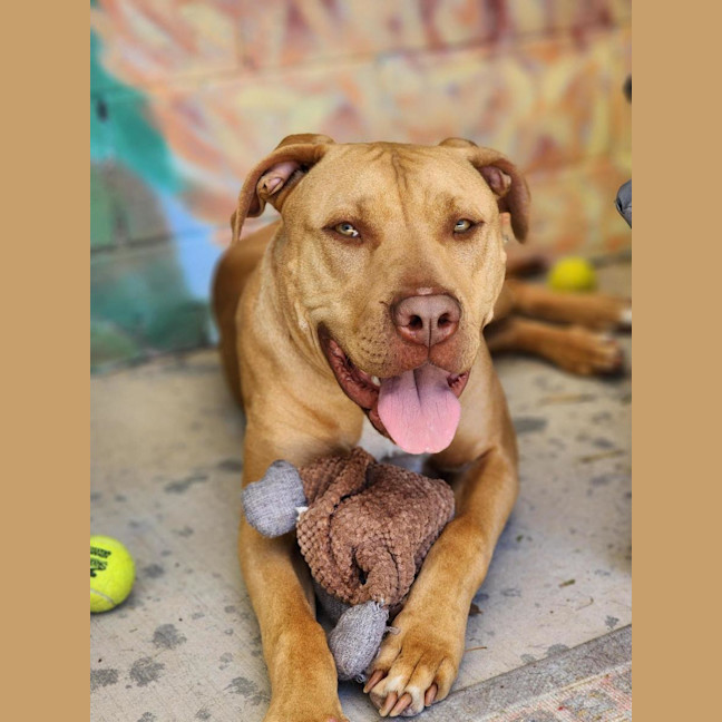 Photo of 🐁 Danger Mouse 6840 🐁