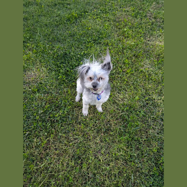 Photo of Arlo   2 Year Old Maltese X